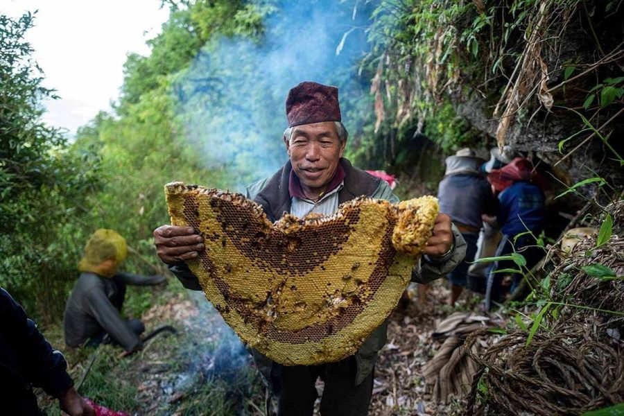 honey hunting in nepal