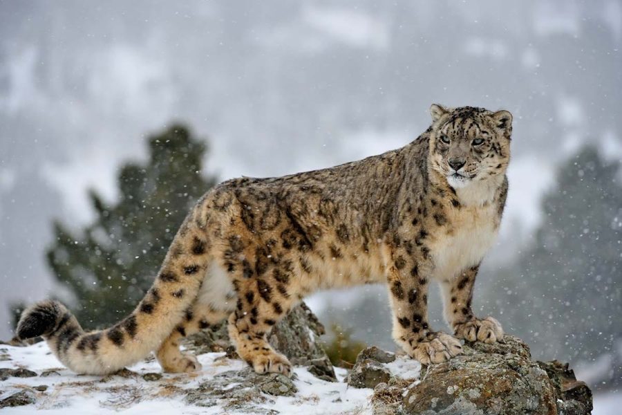 Trek & Glamp: Snow Leopards of Manang