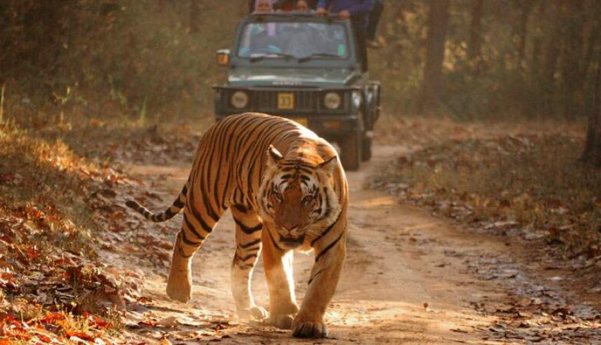 bardia-jungle-safari (1)